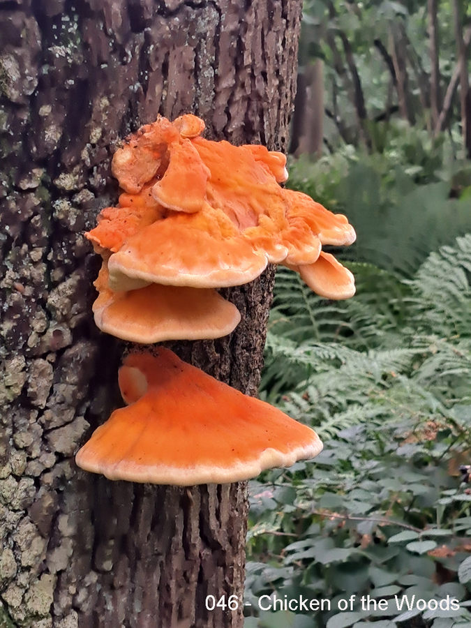 046 - Chicken of the Woods